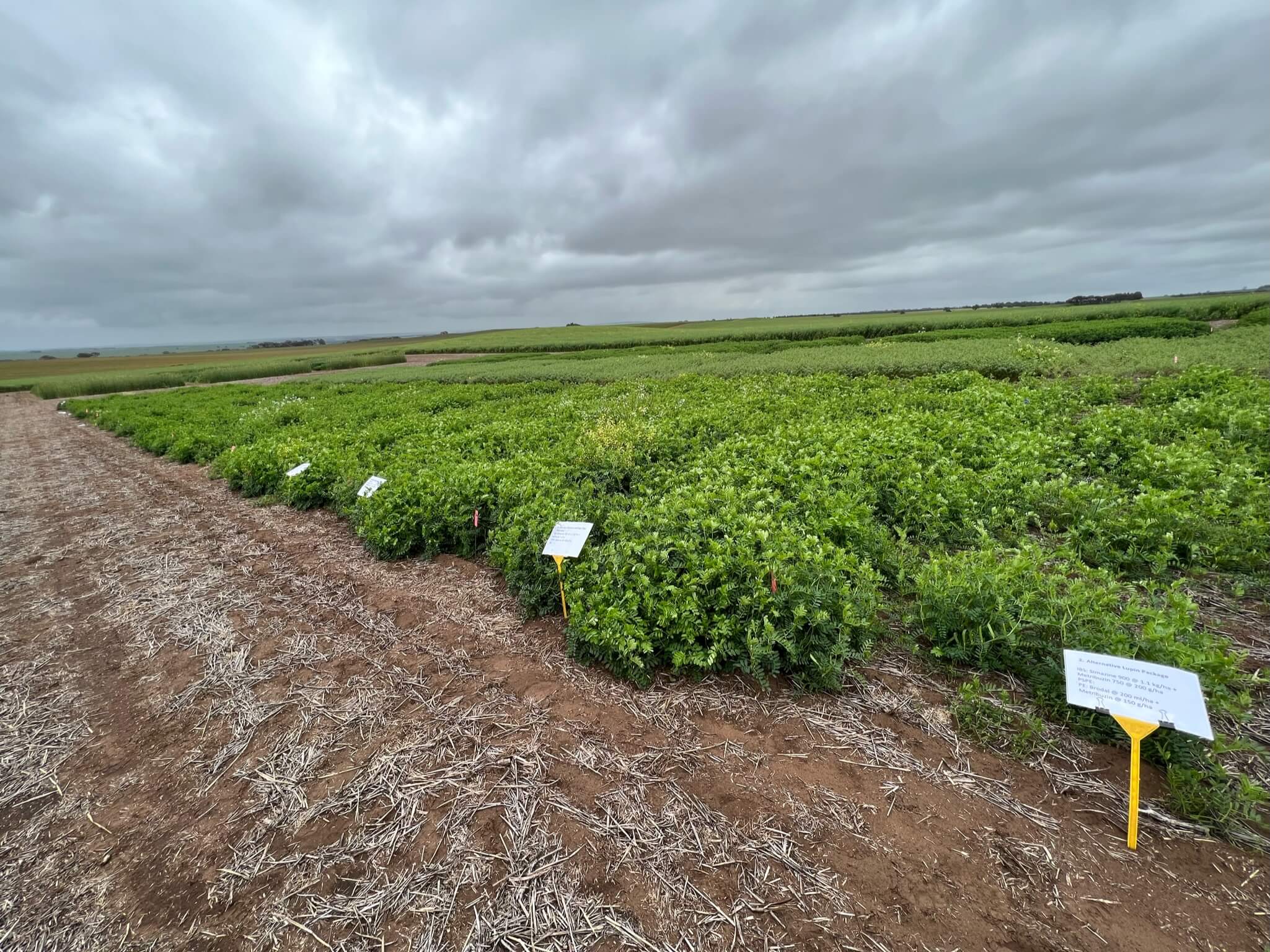 Legumes in agricultural systems: A background